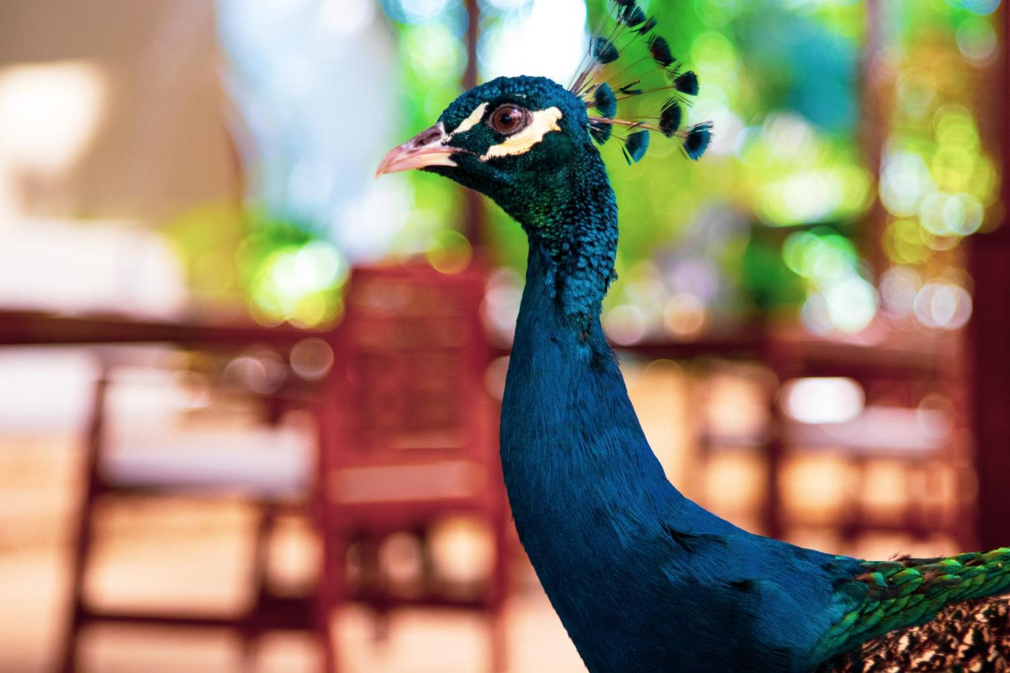 Sweetfield Manor Hotel Bridgetown Bagian luar foto